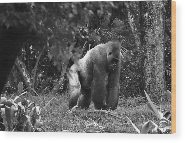 Gorillas Wood Print featuring the photograph Gorilla In A Zoo Black And White by Christopher Mercer