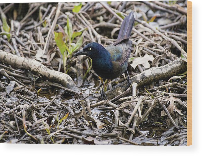 Wildlife Wood Print featuring the photograph Grackle by Rose Guinther