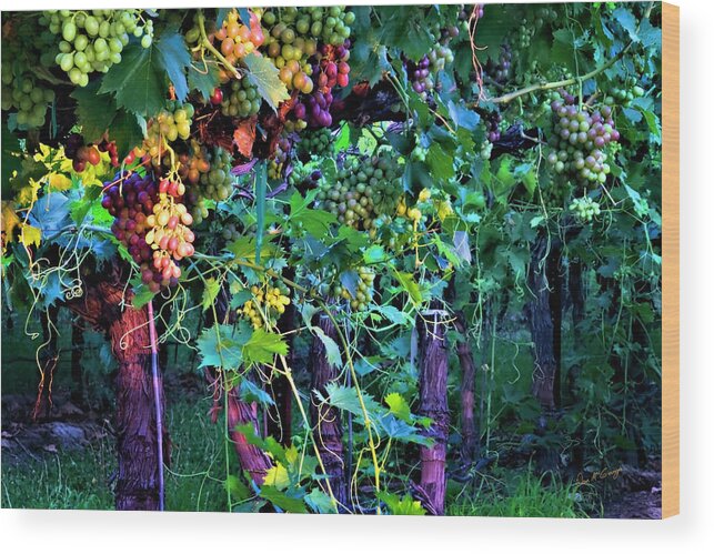 Vineyard Wood Print featuring the photograph Grapes of Summer by Dan McGeorge