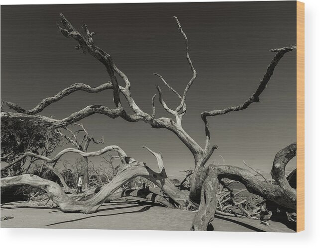 Monochrome Wood Print featuring the photograph Grasping by Joseph Hawk