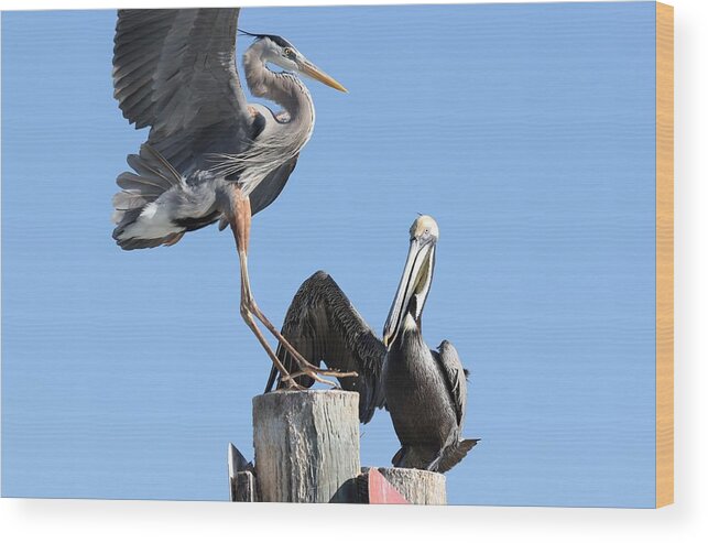 Blue Heron Wood Print featuring the photograph Great Blue Heron and Pelican by Mingming Jiang