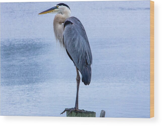 Great Blue Heron Wood Print featuring the photograph Great Blue Heron by Blair Damson
