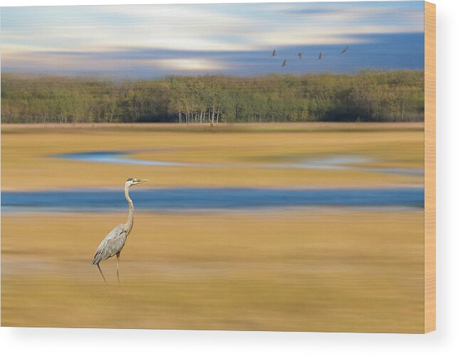 Birds Wood Print featuring the photograph Great Blue Heron Dreamy Marsh by Patti Deters