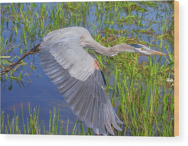 Great Blue Heron Wood Print featuring the photograph Great Blue Heron Flight by Mark Andrew Thomas