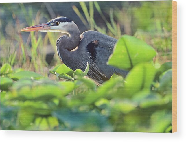 Tim Fitzharris Wood Print featuring the photograph Great Blue Heron in Lily Pads by Tim Fitzharris