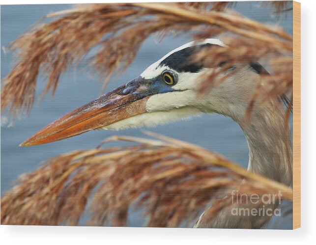 Great Blue Heron Wood Print featuring the photograph Great Blue Heron by Joanne Carey