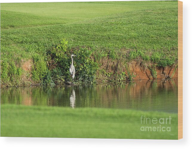 Great Blue Heron Wood Print featuring the photograph Great Blue Heron Pond Fishing by Jennifer White
