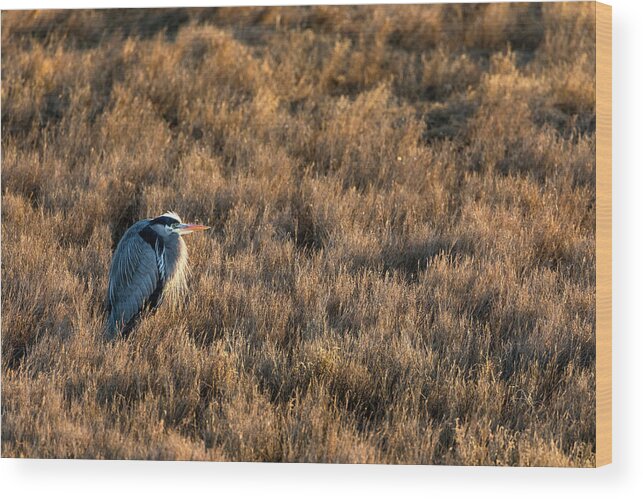 Wildlife Wood Print featuring the photograph Great Blue Heron Resting by Michael Russell
