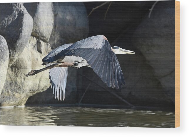 Heron Wood Print featuring the photograph Great Blue on the Wing by Ben Foster