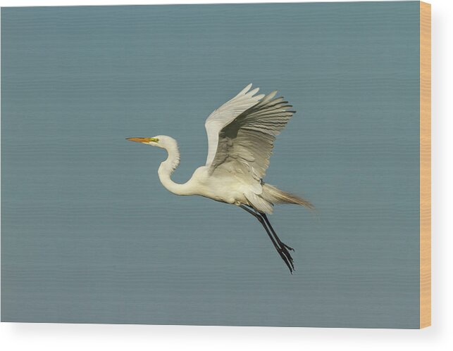 Great Egret Wood Print featuring the photograph Great Egret 2014-12 by Thomas Young