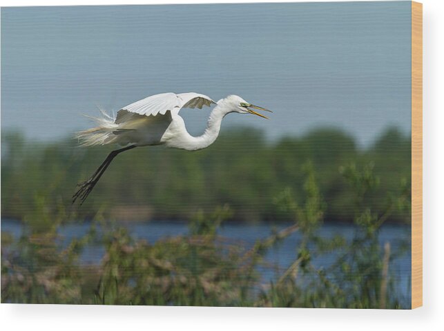 Great Egret Wood Print featuring the photograph Great Egret 2014-16 by Thomas Young
