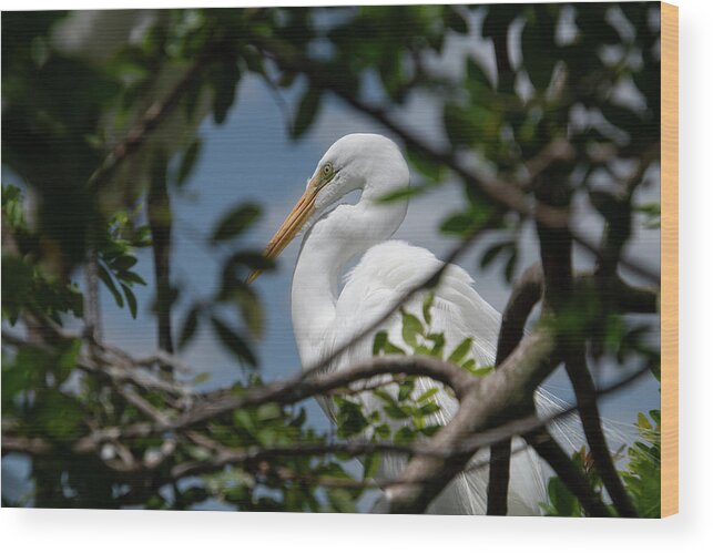 Great Wood Print featuring the photograph Great Egret by Carolyn Hutchins