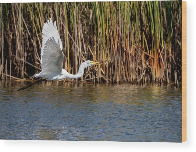Bird Wood Print featuring the photograph Great Egret Flying Low by Ira Marcus