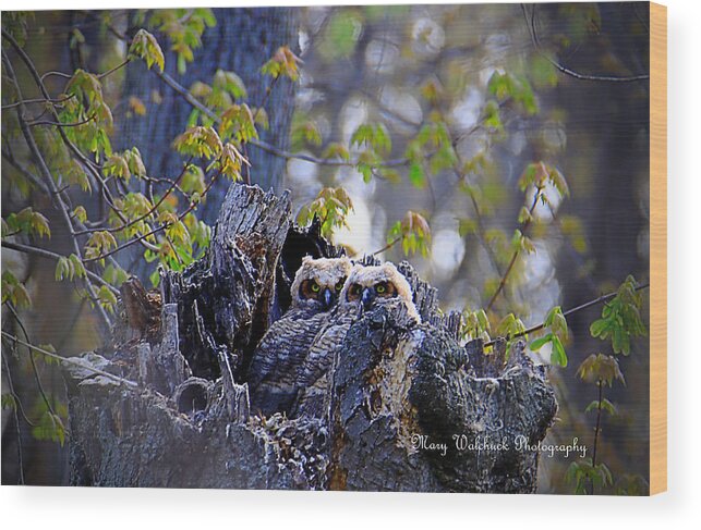 Owls Wood Print featuring the photograph Great Horned Owlets by Mary Walchuck