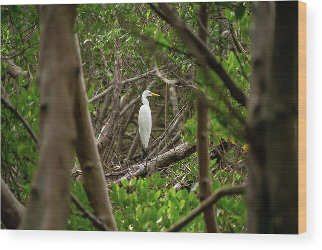 Florida Wood Print featuring the photograph Great White Heron Horizontal by Marian Tagliarino