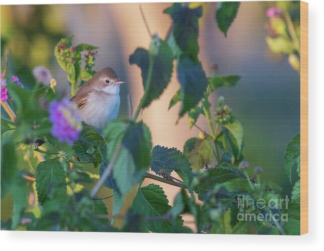 Nature Wood Print featuring the photograph Greater Whitethroat Sylvia communis Costa Ballena by Pablo Avanzini