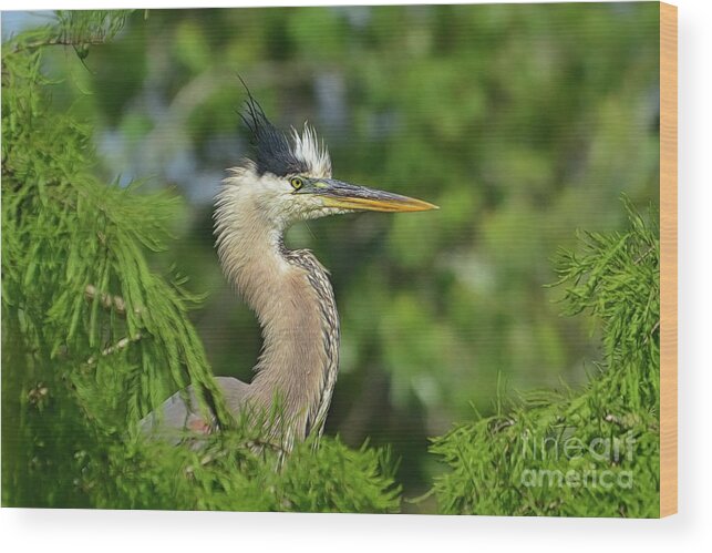 Blue Heron Wood Print featuring the photograph Green Blue Heron in the Cypress trees. by Kathy Baccari