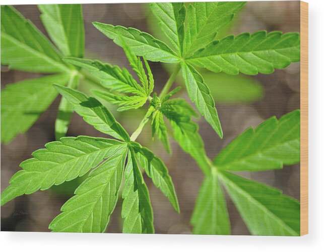Cannabis Leaf Wood Print featuring the photograph Green Cannabis Leaves by Luke Moore