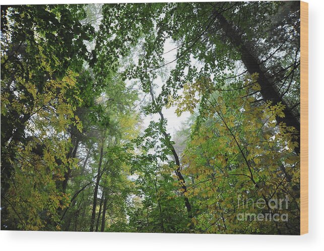 Green Wood Print featuring the photograph Green Canopy by Terri Gostola