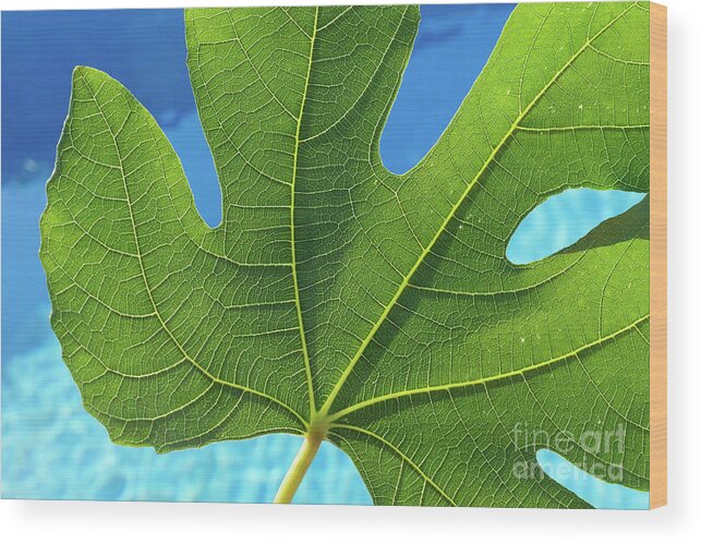 Fig Leaf Wood Print featuring the photograph Green fig leaf and blue water by Adriana Mueller