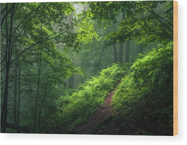 Mountain Wood Print featuring the photograph Green Forest by Evgeni Dinev