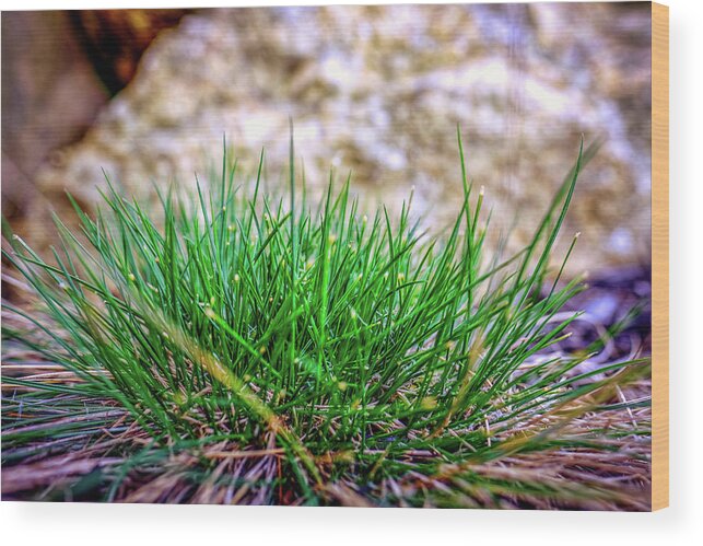New Hampshire Wood Print featuring the photograph Green Grass by Jeff Sinon