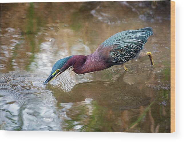 Green Heron Wood Print featuring the photograph Green Heron Fishing by Jaki Miller