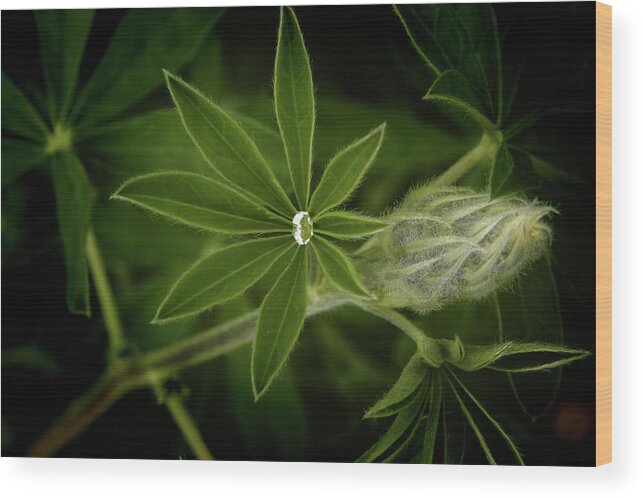 Alaska Wood Print featuring the photograph Green Leaves on a Dark Background by James C Richardson