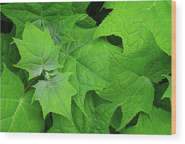 Maple Wood Print featuring the photograph Green maple leaves by Bernhard Schaffer