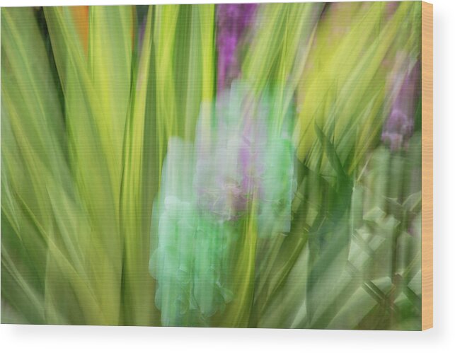 Surreal Wood Print featuring the photograph Green Orchids by Cate Franklyn