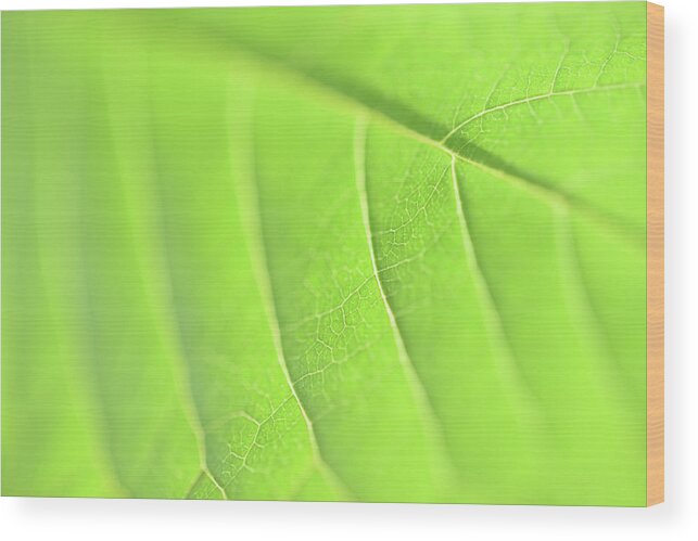 Green Leaf Wood Print featuring the photograph Green Roads by Leanna Kotter