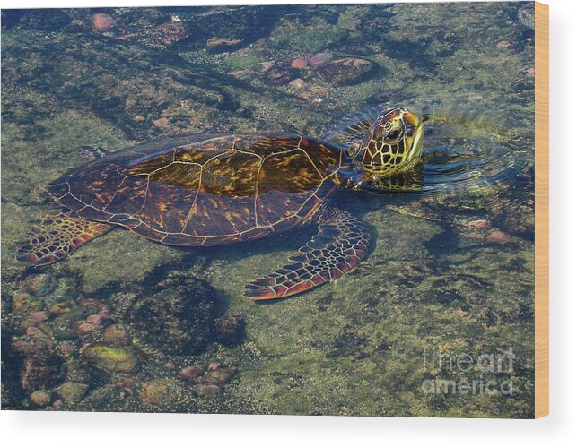 Green Sea Turtle Wood Print featuring the photograph Green Sea Turtle Resting on Shore in Hawaii by Nancy Gleason