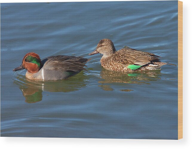 Green-winged Teal Wood Print featuring the photograph Green-winged Teal Couple by Ram Vasudev