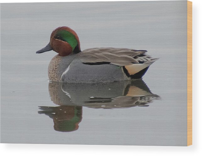 Green-winged Teal Wood Print featuring the photograph Green-winged Teal Drake by Cascade Colors