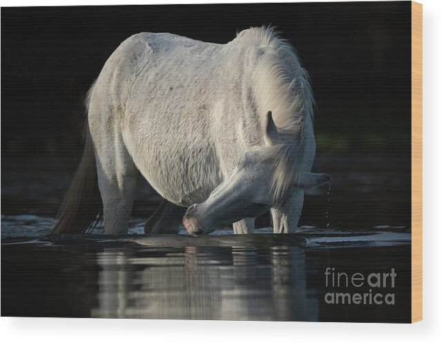 Salt River Wild Horse Wood Print featuring the photograph Grey Beauty by Shannon Hastings
