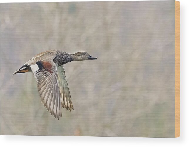 Duck Wood Print featuring the photograph Grey Duck in a grey background by Jim E Johnson