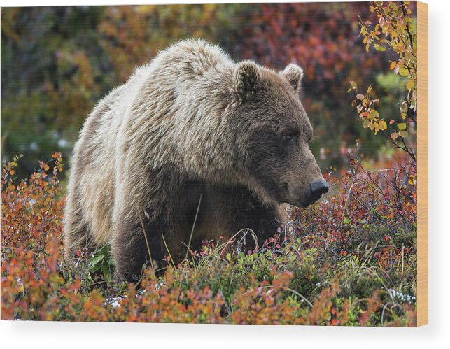 Grizzly Wood Print featuring the photograph Grizzly bear in Denali national park - Alaska by Olivier Parent