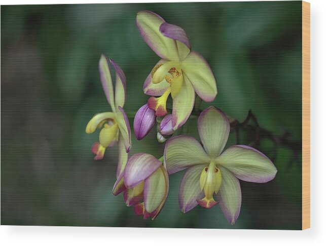 Ground Orchid Wood Print featuring the photograph Ground Orchid Mellow Yellow by Heidi Fickinger