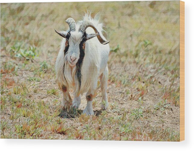 Goat Wood Print featuring the digital art Gruff Billy Goat by Gaby Ethington