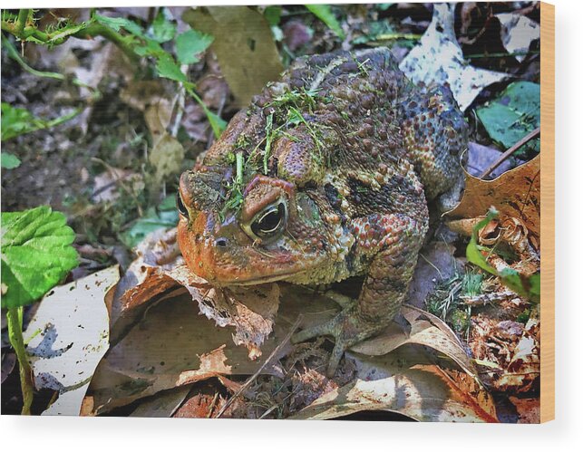 Grumpy Fowler's Toad Wood Print featuring the photograph Grumpy Fowler's Toad by Susan Maxwell Schmidt