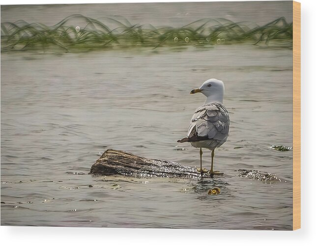 Bird Wood Print featuring the photograph Gull Standing on Floating Log by Patti Deters