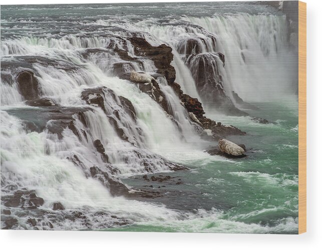 Winter Wood Print featuring the photograph Gullfoss waterfalls, Iceland by Dubi Roman