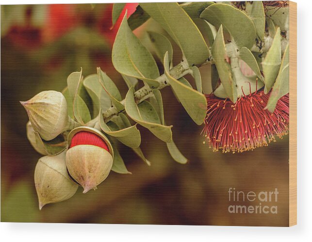 Flora Wood Print featuring the photograph Gum Nuts 3 by Werner Padarin