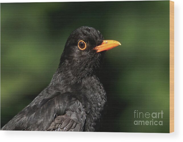 Male Blackbird Wood Print featuring the photograph Handsome male Blackbird by Terri Waters
