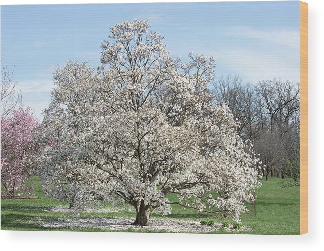 Fine Art Wood Print featuring the photograph Happiness in Spring by Kim Sowa