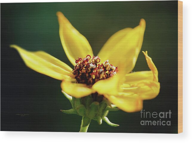 Green Wood Print featuring the photograph Happiness Is Yellow by Marvin Spates