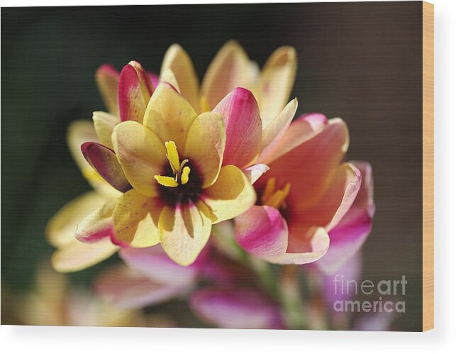 African Corn Lilies Wood Print featuring the photograph Happy and Bright Ixia by Joy Watson