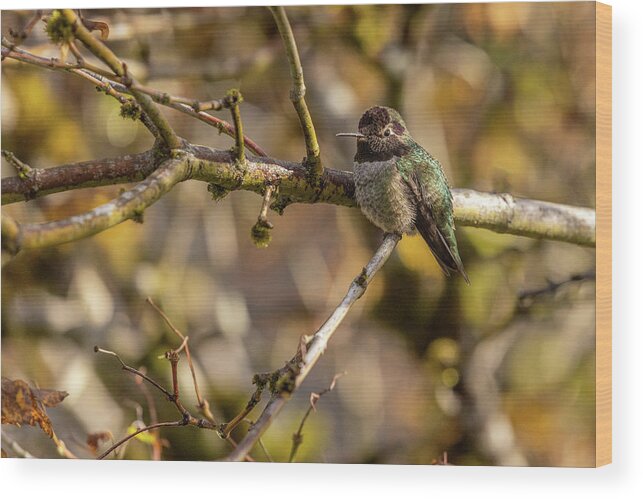 Bird Wood Print featuring the photograph Happy Hummer by Bob Cournoyer