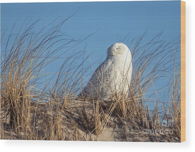 Snowy Owl Wood Print featuring the photograph Happy little owl. by Alyssa Tumale