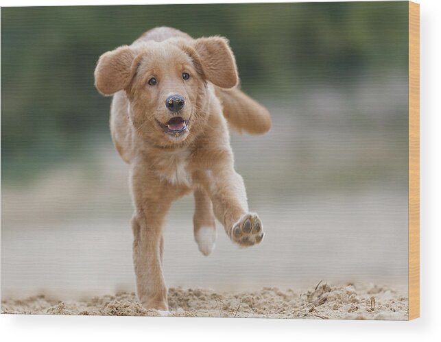 Pets Wood Print featuring the photograph Happy running Toller on one feet by @Hans Surfer
